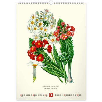 Falinaptár képes  330×460mm Vintage Posters-Herbarium Realsystem 2026.
