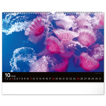 Falinaptár képes  480×330mm Ocean Wildlife Realsystem 2026.