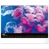 Falinaptár képes  480×330mm Ocean Wildlife Realsystem 2026.