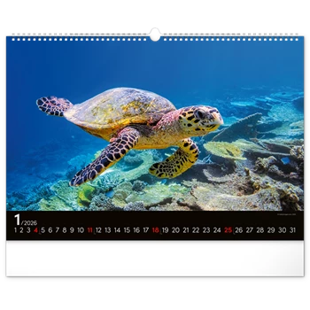 Falinaptár képes  480×330mm Ocean Wildlife Realsystem 2026.