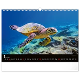 Falinaptár képes  480×330mm Ocean Wildlife Realsystem 2026.