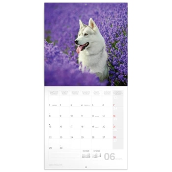 Falinaptár képes lemeznaptár 300x300mm, Dogs Realsystem 2026.