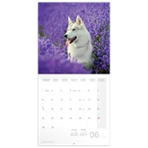 Falinaptár képes lemeznaptár 300x300mm, Dogs Realsystem 2026.