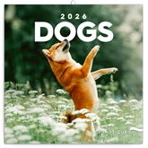 Falinaptár képes lemeznaptár 300x300mm, Dogs Realsystem 2026.
