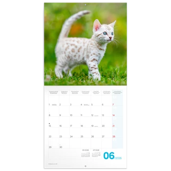 Falinaptár képes lemeznaptár 300x300mm, Kittens Realsystem 2026.