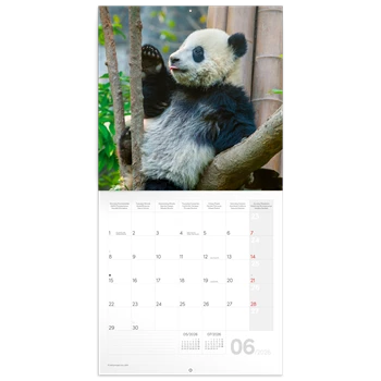 Falinaptár képes lemeznaptár 300x300mm, Pandas Realsystem 2026.