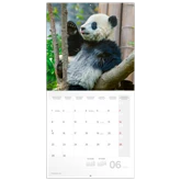 Falinaptár képes lemeznaptár 300x300mm, Pandas Realsystem 2026.