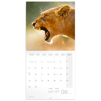 Falinaptár képes lemeznaptár 300x300mm, Wild Animals Realsystem 2026.