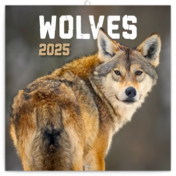 Falinaptár képes lemeznaptár 300x300mm, Wolves Realsystem 2025.